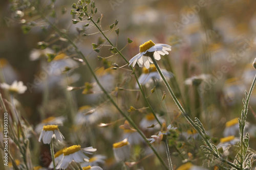 Beautiful chamomile growing outdoors on sunny day. Meadow flowers