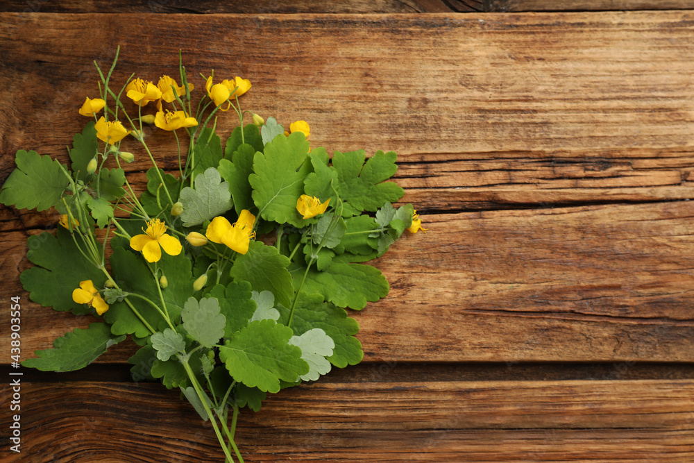 Celandine with yellow flowers and green leaves on wooden table, flat lay. Space for text