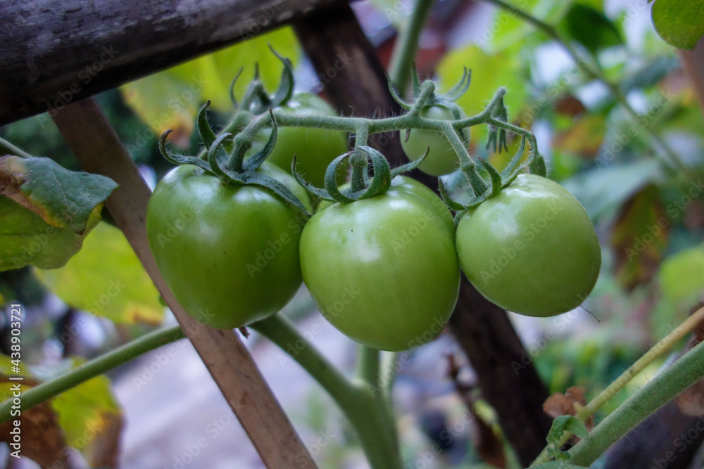 tomatoes on the tree