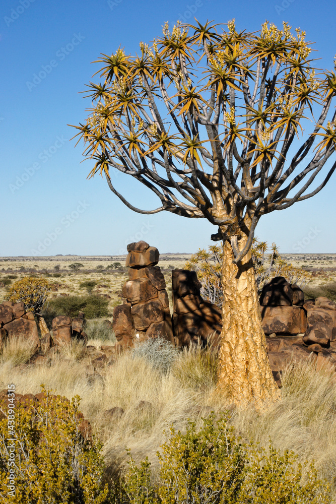 Fototapeta premium Quiver tree on rocky hillside in Namibia