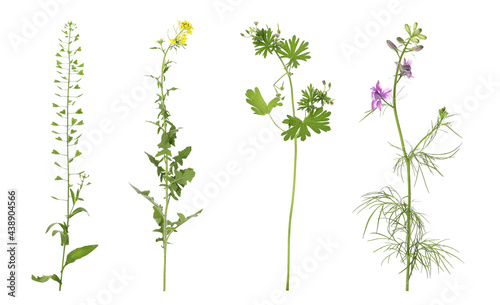 Collection of different beautiful wild plants on white background