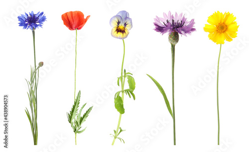 Collection of different beautiful wild flowers on white background © New Africa
