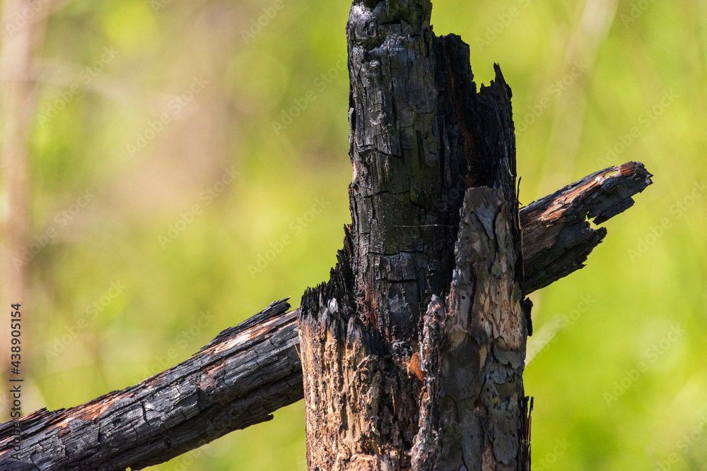 Fototapeta premium Charred Tree in Weeks Bay