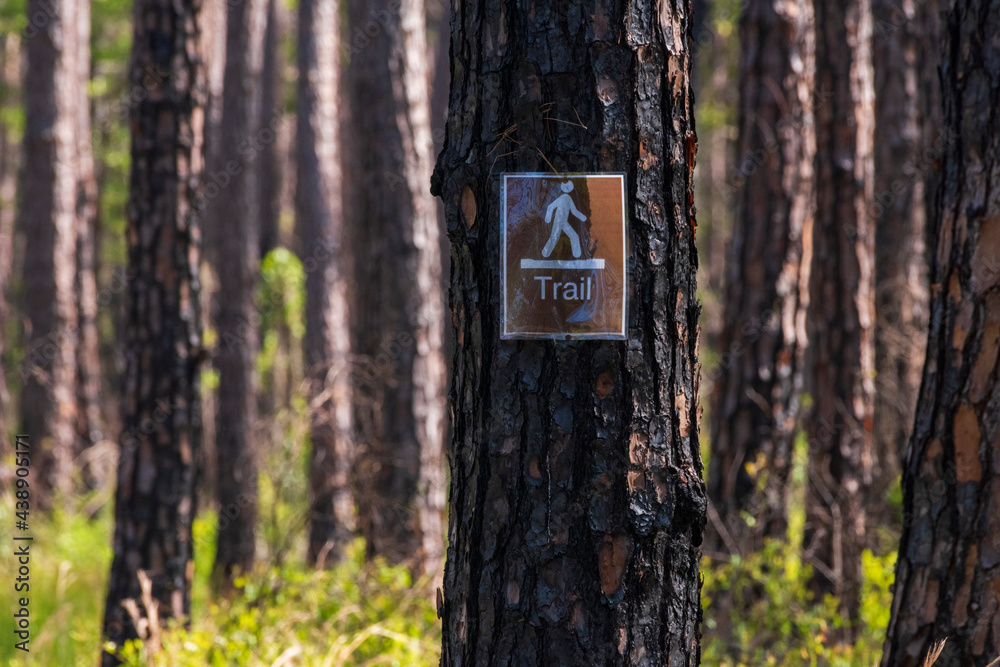 Fototapeta premium Trail Through Charred Trees