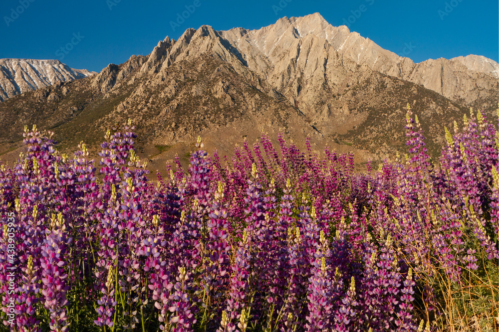 Wild lupine in front of the Sierra Nevada Mountains