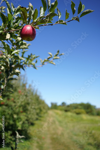 An apple is an edible fruit produced by an apple tree. Apple trees are cultivated worldwide and are the most widely grown species in the genus Malus.