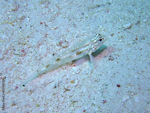 Sand Canyon Goby