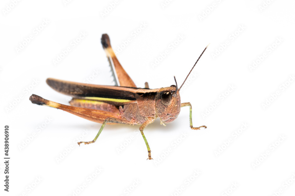 Image of sugarcane white-tipped locust grasshopper (Ceracris fasciata) isolated on white background. Insect Animal. Caelifera., Acrididae Image of sugarcane white-tipped locust grasshopper (Ceracris fasciata) isolated on white background. Insect Animal. Caelifera., Acrididae
