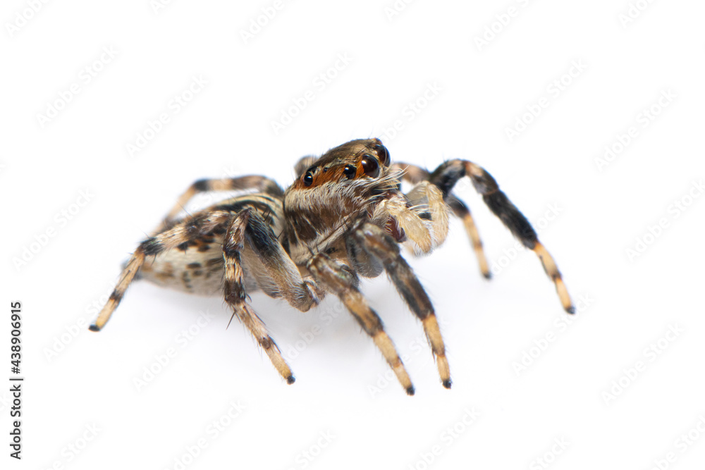 Image of jumping spider isolated on white background. Insect Animal. Image of jumping spider isolated on white background. Insect Animal.