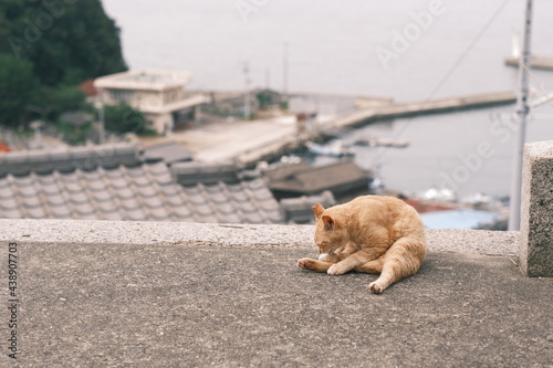 Wallpaper Mural 猫の日常 Torontodigital.ca