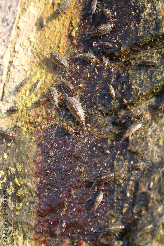 tatu da praia tatu da praia