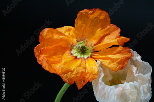 orange poppy flower