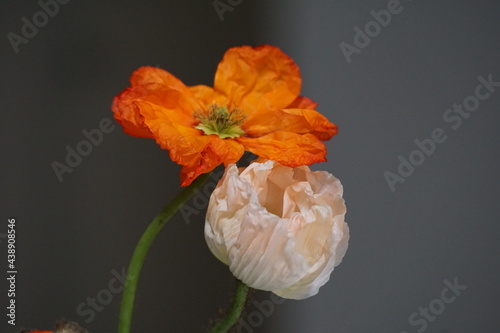 orange and pink poppy flower