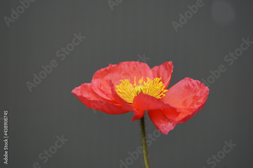 red poppy flower