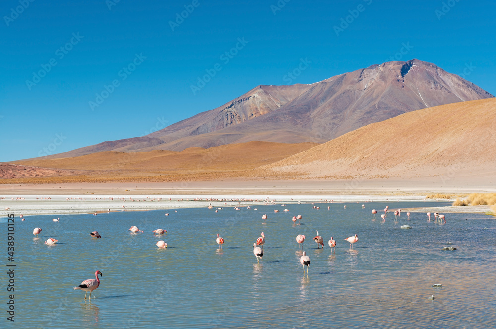 Canapa lagoon with James Flamingo colony (Phoenicoparrus jamesi), Uyuni salt flat, Bolivia.