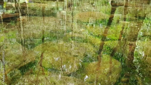 Clear river with green rocks and trees above the water surface, Nature leaves shadow over the river in the dark forest