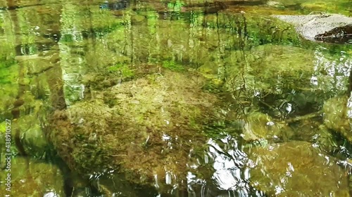 Clear river with green rocks and trees above the water surface, Nature leaves shadow over the river in the dark forest