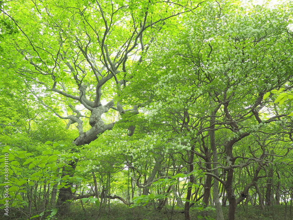 シロヤシオ咲く那須高原の森
