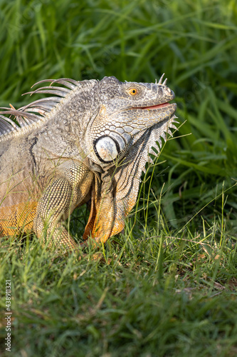 Primer plano de una iguana en la hierba