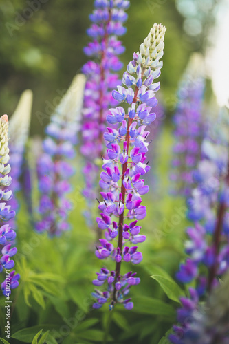 Beautiful colorful blooming lupine flower on green background. Flower field. Summer