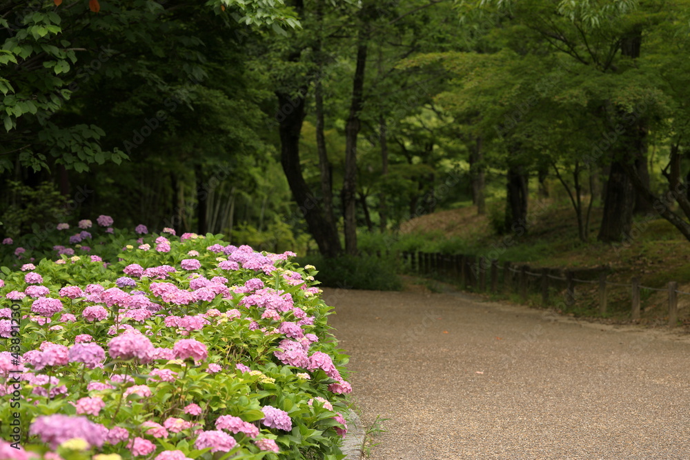 Obraz premium 日本の梅雨に咲く紫陽花