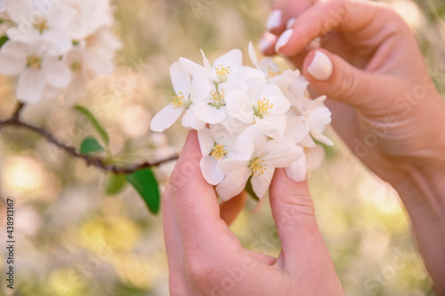Girl holds a branch of blossoming apple tree in her hands. Close up of beautiful female hands holding a branch of blossoming fruit tree. Soft focus
