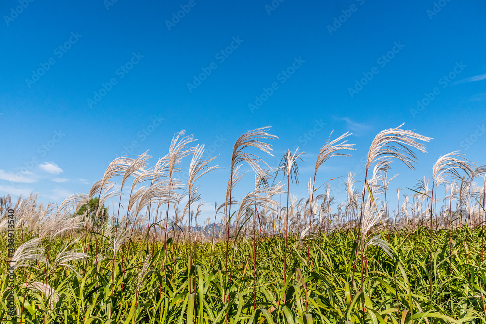 Naklejka premium pampas grass under the blue sky