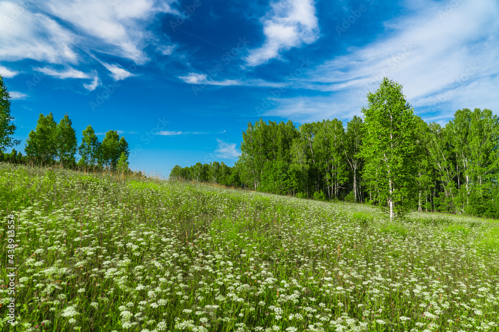 Obraz premium hillside wild flowers meadow, fresh forest and blue sky with white clouds, sunny summer day landscape