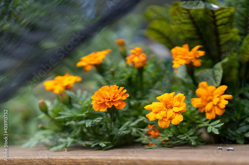 bright garden full of orange flowers on a bright summers day