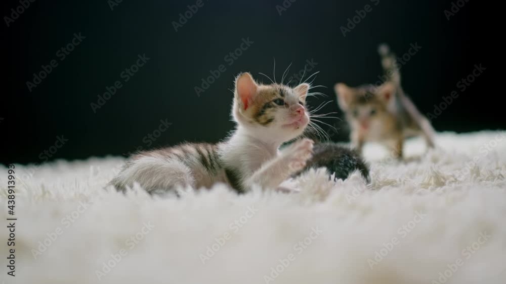Cute kittens at 30 days old on a white carpet. Cute kittens at 30 days old on a white carpet.