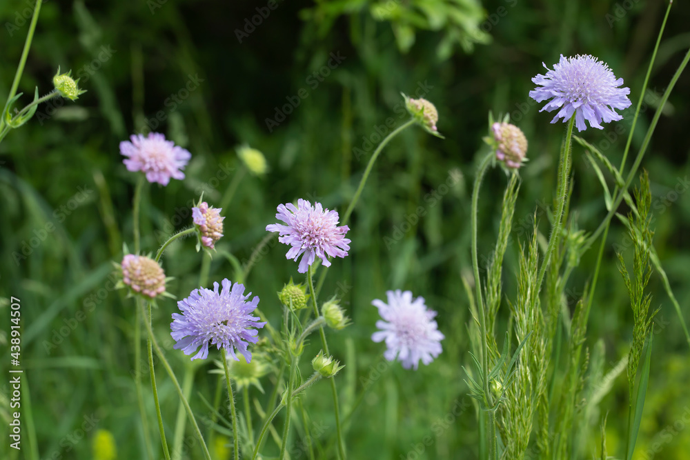 Field sacbious blossoms (Knautia arvensis) on a meadow. Focus on the blossom in the middle. Field sacbious blossoms (Knautia arvensis) on a meadow. Focus on the blossom in the middle.