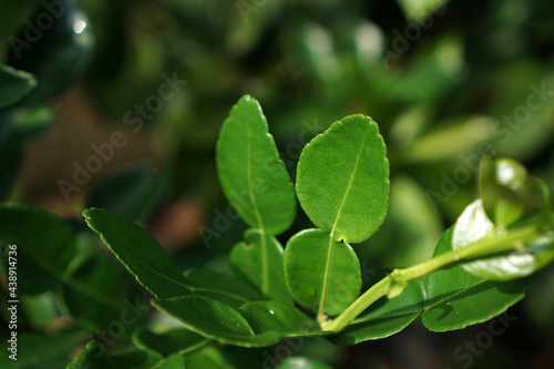 Wallpaper Mural Kaffir lime leaves are very suitable for Asian cuisine, such as Thai, Indonesian, Cambodian, and Lao cuisine. This leaf is recognized by its gem-green color and like two joined leaves                  Torontodigital.ca