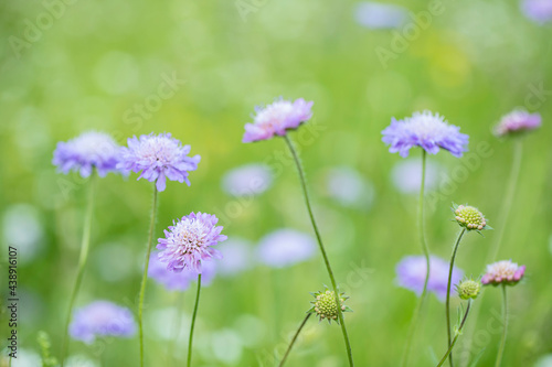 Field scabious flowers (Knautia arvensis) on a green meadow. Focus on the blossom at the lower left.