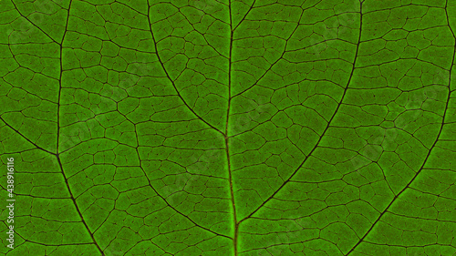 Leaf of fruit tree close-up. Deep green inverted mosaic pattern of veins and plant cells. Abstract natural background on a floral theme. Dark summer wallpaper. Macro