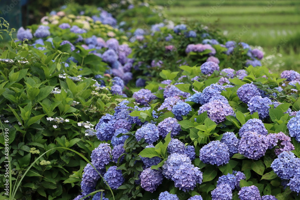紫陽花の風景 紫陽花の風景