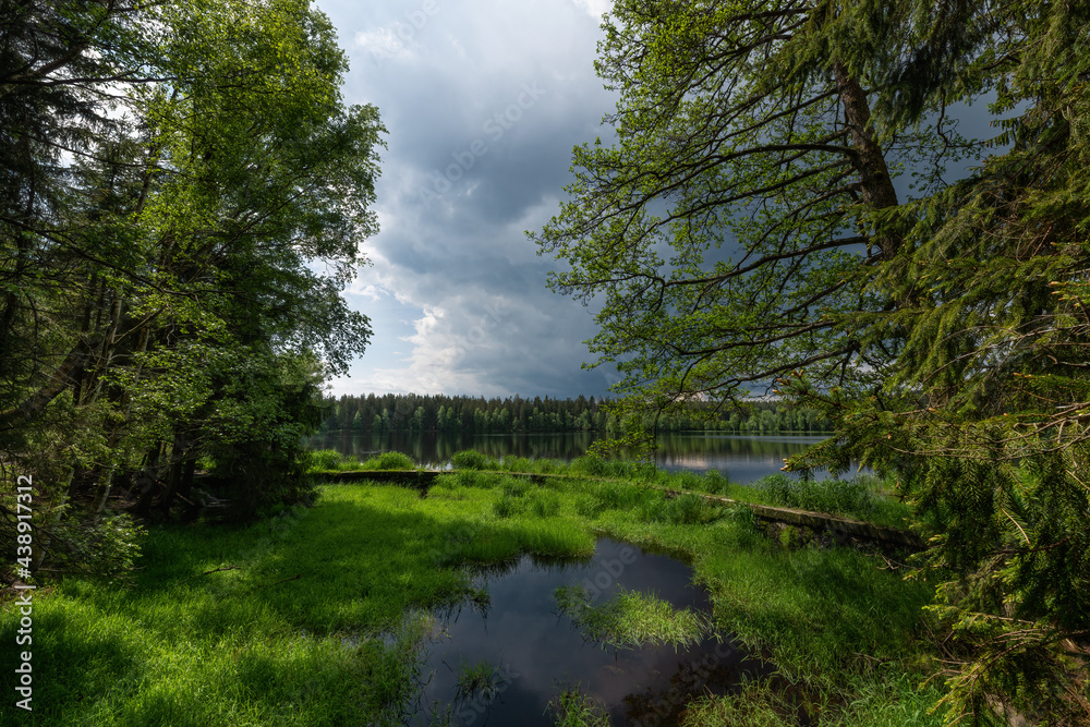 Fototapeta premium Nature trail - nature reserve Kladska peat bogs - Kladská peat bogs are a unique set of mountain peat bogs at altitudes from 800 to 930 m, with a total area of almost 300 ha. - Czech Republic