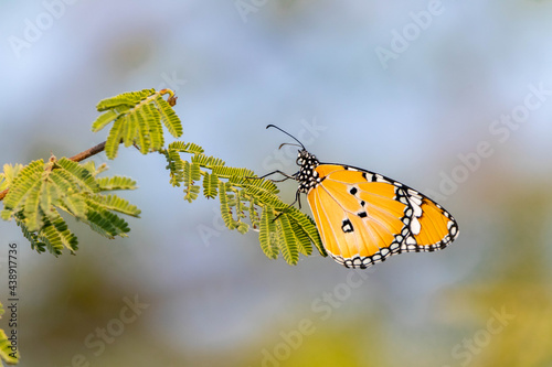 butterfly on a leaf