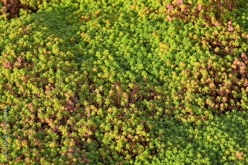colorful succulents with small leaves spread like a carpet on a flower bed in the garden. nature background