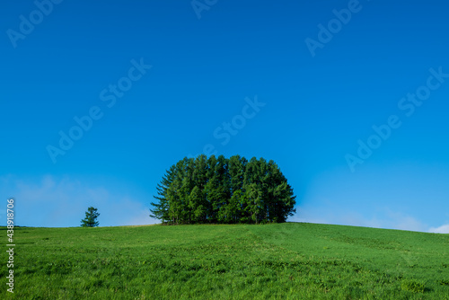 春の美瑛町 マイルドセブンの木が見える丘の風景
