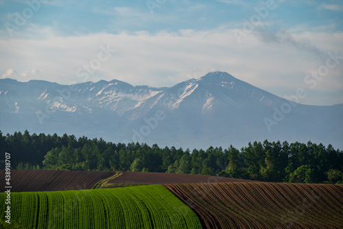 春の美瑛の丘の風景 