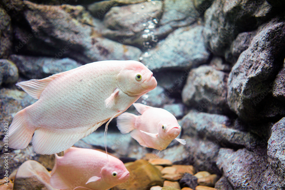 Obraz premium Giant gourami; Osphronemus goramy in Aquarium, Thailand.