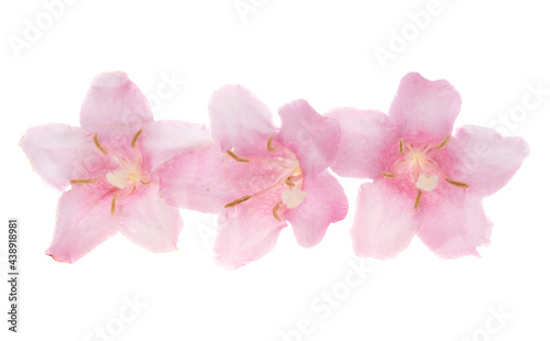 rhododendron isolated