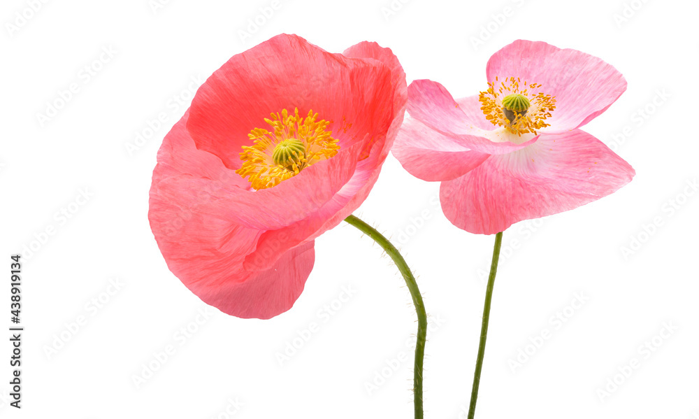 Naklejka premium red poppies isolated
