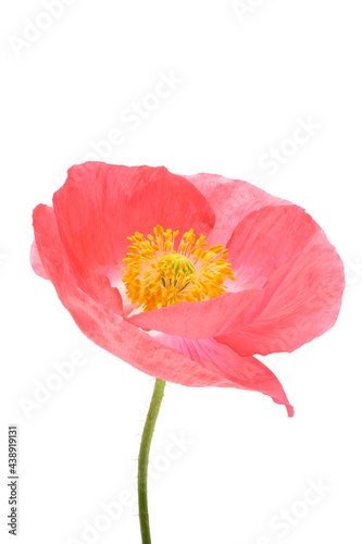 red poppies isolated