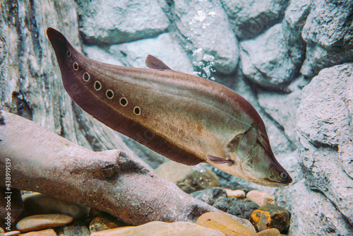 Chitala ornata. A strange fish with dark circles on the body floats in Aquarium.
