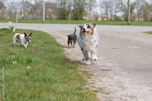 Australian Shepherd puppy runs across the barnyard with two Jack Russell Terriers. A tricolor and two colorful dogs. Seen from the front in full body