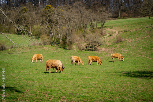 Brown cows eat grass in the lush pasture