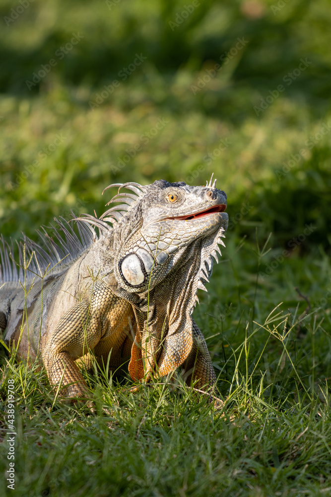 Primer plano de una iguana en la hierba Primer plano de una iguana en la hierba