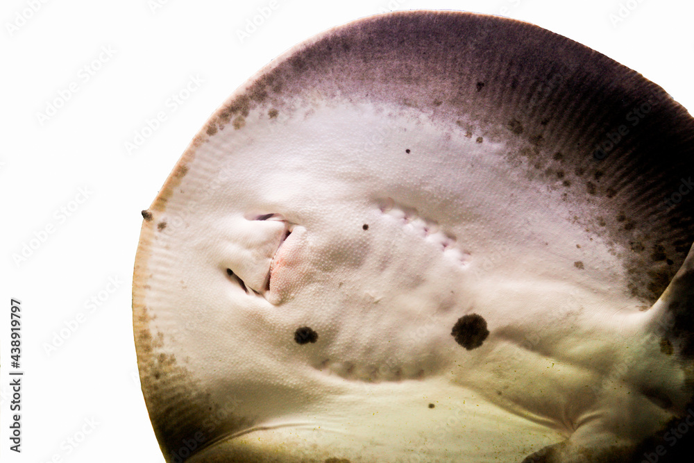 A stingray swimming through the camera in white background A stingray swimming through the camera in white background