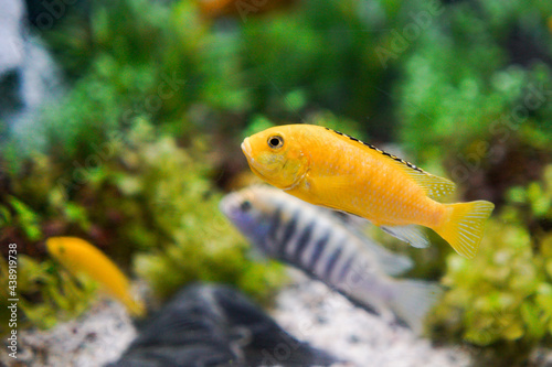 Fototapeta Naklejka Na Ścianę i Meble -  Yellow  fish swimming in Aquarium.